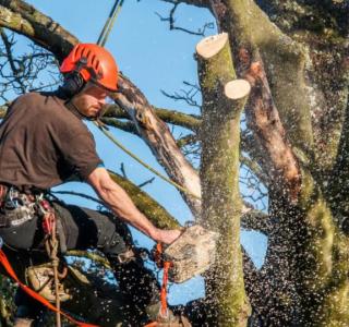 Спил деревьев