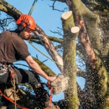 Спил деревьев